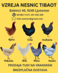 KOKOŠI NESNICE - JARKICE, Ljutomer in Vransko