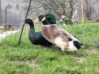 Kajuga in Streicher race - samci