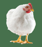 Kilogramski beli piščanci Brojlerji