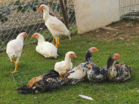 kokos in petelin