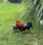 Valilna jajca  Ayam Ketawa (smejalci)