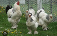 kokoši brahma