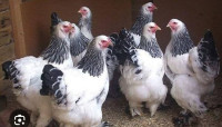 kokoši brahma