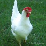 Kokoši nesnice jarkice - bele barve LEGHORN