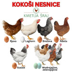 KOKOŠI NESNICE
