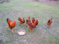 valilna jajca New Hampshir