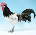 Lakenfelder družina