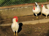 leghorn kokoši in petelini