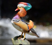 Mandarinke