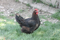 MARANS valilna jajca