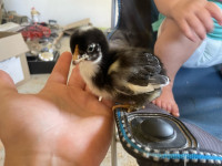 Marans piscanci