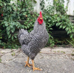 Mladi Amrock, New Hempshire, Astralorp  petelini