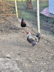 Petelini - easter egger