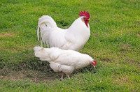 Modrojajčna / leghorn kokoš - valilna jajca