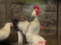 NESNICE različnih pasem susex,marans, leghoren...