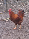 newhampsir petelin