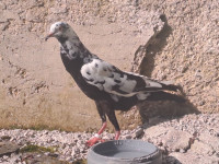 Angleski golob - english pouter