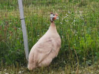 pegatka samec