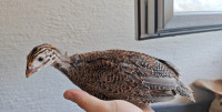 Pegatke