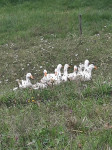 Pekinške race