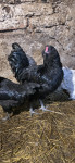 Petelin , petelina pasme Ameraucana modra jajca