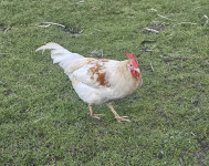 Petelin