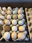 Piščanci olive egger