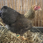 pritlikave wiandotte