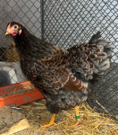 Pritlikavec wyandotts