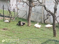 prodam mešano jato račk