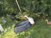 PRODAM RACE TEKAČICE