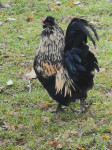prodamo petelina