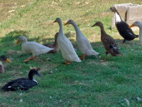 race tekačice odrasle