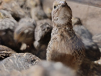 Samci Japonskih prepelic