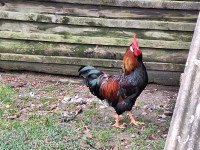 Šentjernejske kokoši, petelin, valilna jajca