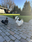 Petelini svilenih kokosi, svilenke