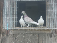 Tekmovalni golobi pismonoši - golob pismonoš - pismonoša - Koroška