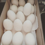 Valilna jajca labodjih gosi