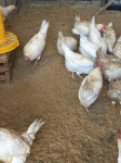 Valilna jajca LEGHORN