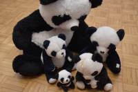 Komplet plišastih pand
