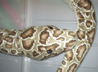 Velika ročna lutka, kača