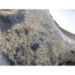 55703234 CULLA MOTORE ASSALE ANTERIORE OPEL CORSA 1.2 G 59KW 5M 5P (20
