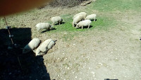 Mangalica, prašiči