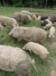 Mangalica prosta reja v Naravi BIO