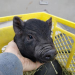 Mini ameriški pujsi