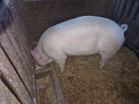Prašič / domača reja / 180 - 200 kg