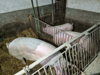 Prodamo prasice-svinjske polovice