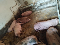 prašiči od 120kg - 140kg