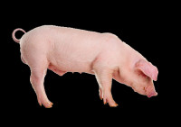 Prašič 250kg - domača reja