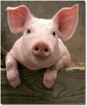 Prašiči domače reje težki 110-120 kg